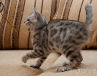 Bengal cat silber rosetted